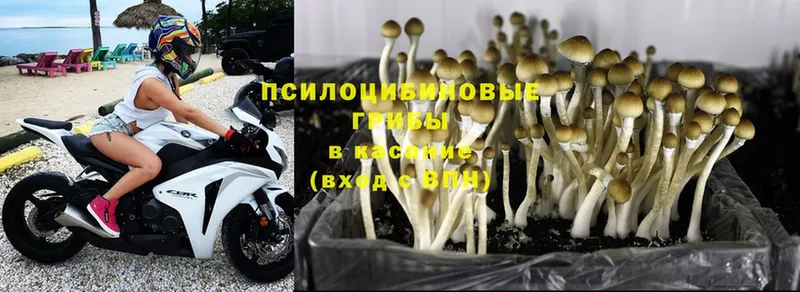 Галлюциногенные грибы MAGIC MUSHROOMS  закладки  Балахна 